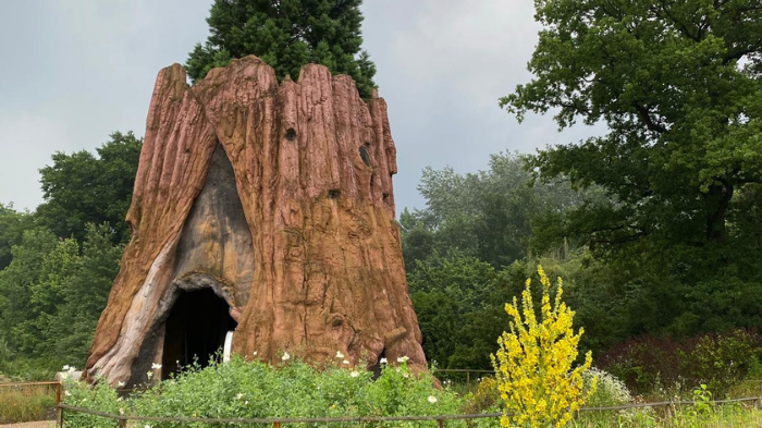 Blick auf den Nachbau des General Sherman Tree. Das Original steht im Giant Forest des Sequoia-Nationalparks im US-Bundesstaat Kalifornien. Sein Alter wird auf etwa 1900 bis 2500 Jahre geschätzt.