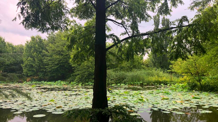 Blick auf den Lotusblüten-See