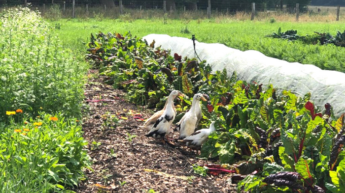 Die gekreuzten indischen Laufenten sorgen dafür, dass die Schnecken nicht die Gemüse-Ernte aufessen. Als natürliche Fressfeinde sorgen sie dafür, dass die Schneckenpopulation auf dem Hof nicht die Überhand gewinnt.