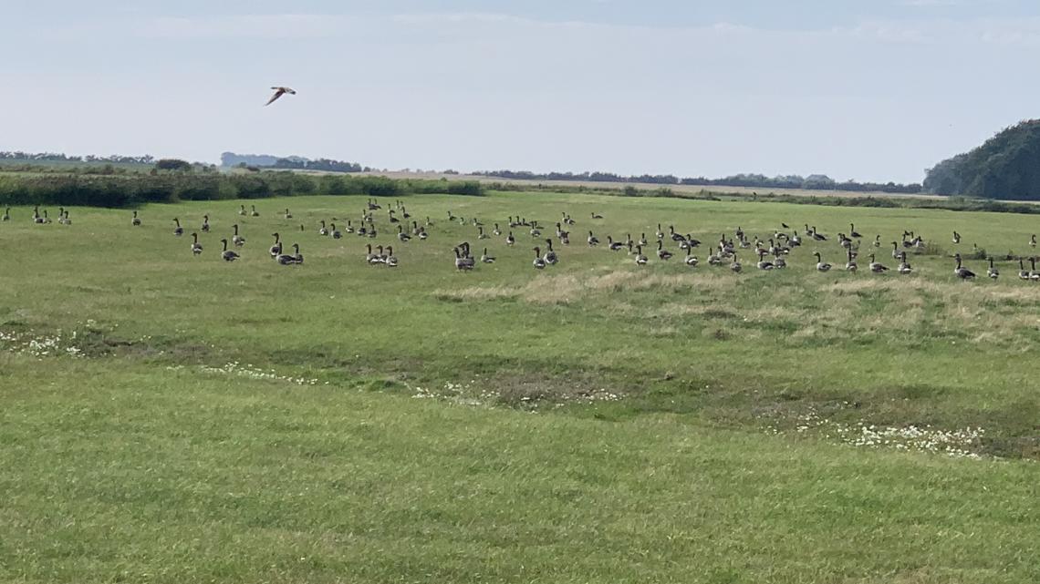 Kanadagänse auf den Wiesen von Föhr