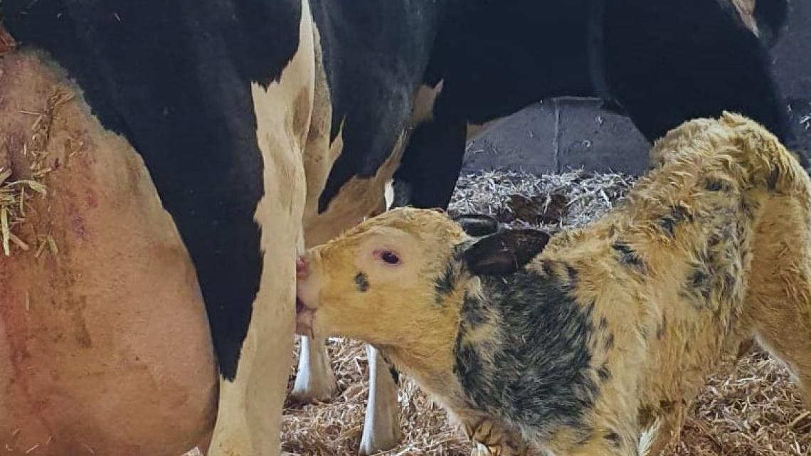 Ein frisch geborenes Kälbchen trinkt bei seiner Mutter.