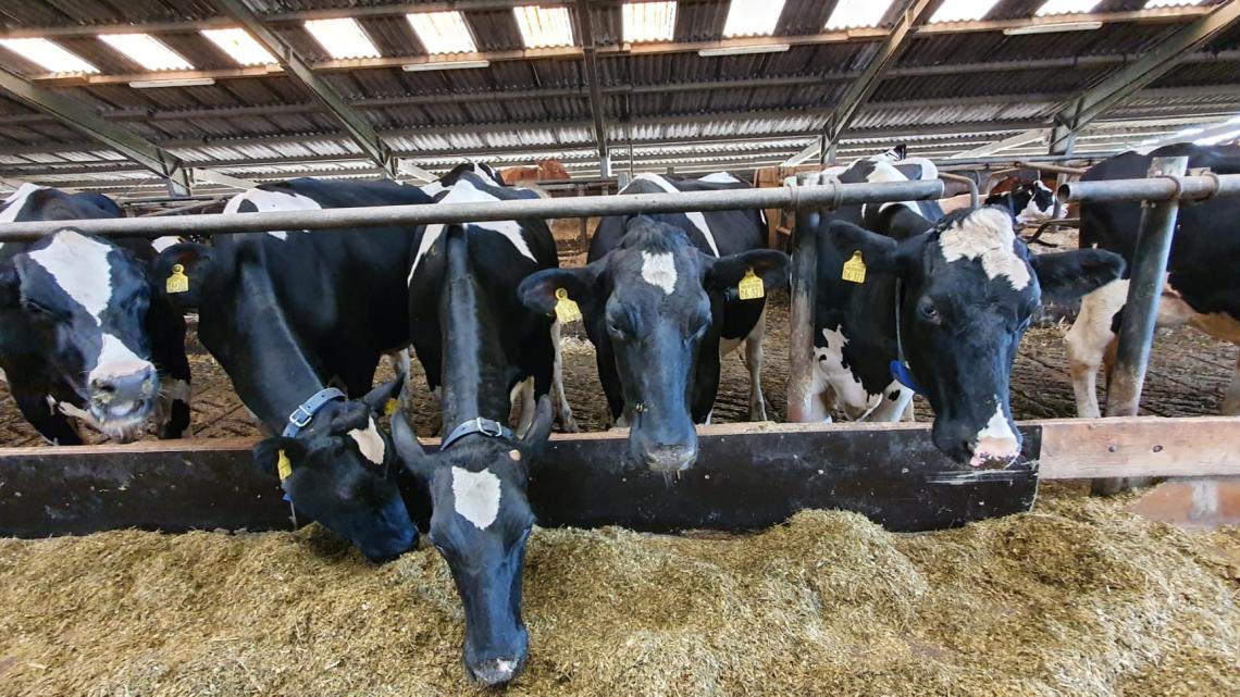 Die Milchkühe auf dem Betrieb Isarnho Farms