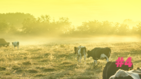 Verstöße gegen das Tierschutzgesetz bei der Schlachtung von Tieren erfassen