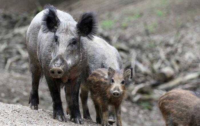 Wildschweinzaun